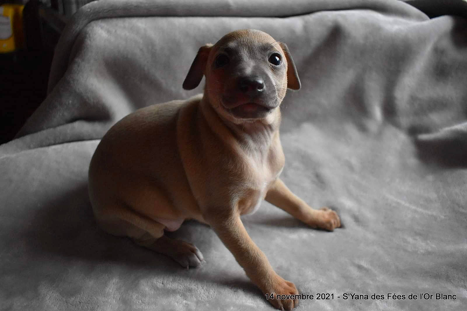 Cannelle participe au concours pour gagner de l'argent avec cette photo : canidae, carnivore, comfort, companion_dog, dog, dog_breed, fawn, head, liver, non_sporting_group, paw, snout, sporting_group, terrestrial_animal, whiskers, window, wood, working_animal