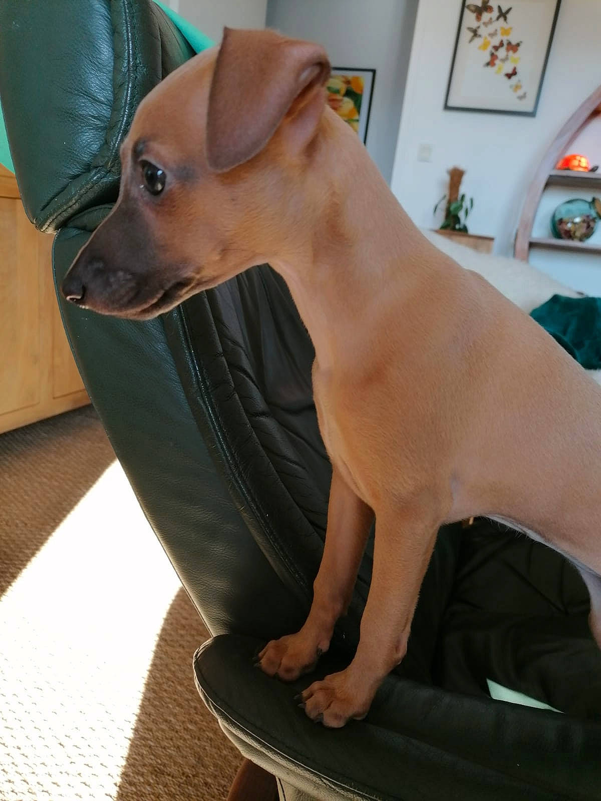 Cannelle participe au concours pour gagner de l'argent avec cette photo : art, canidae, carnivore, collar, comfort, companion_dog, dog, dog_breed, fawn, flooring, houseplant, human_leg, pet_supply, picture_frame, snout, sporting_group, terrestrial_animal, whiskers, wood, working_animal