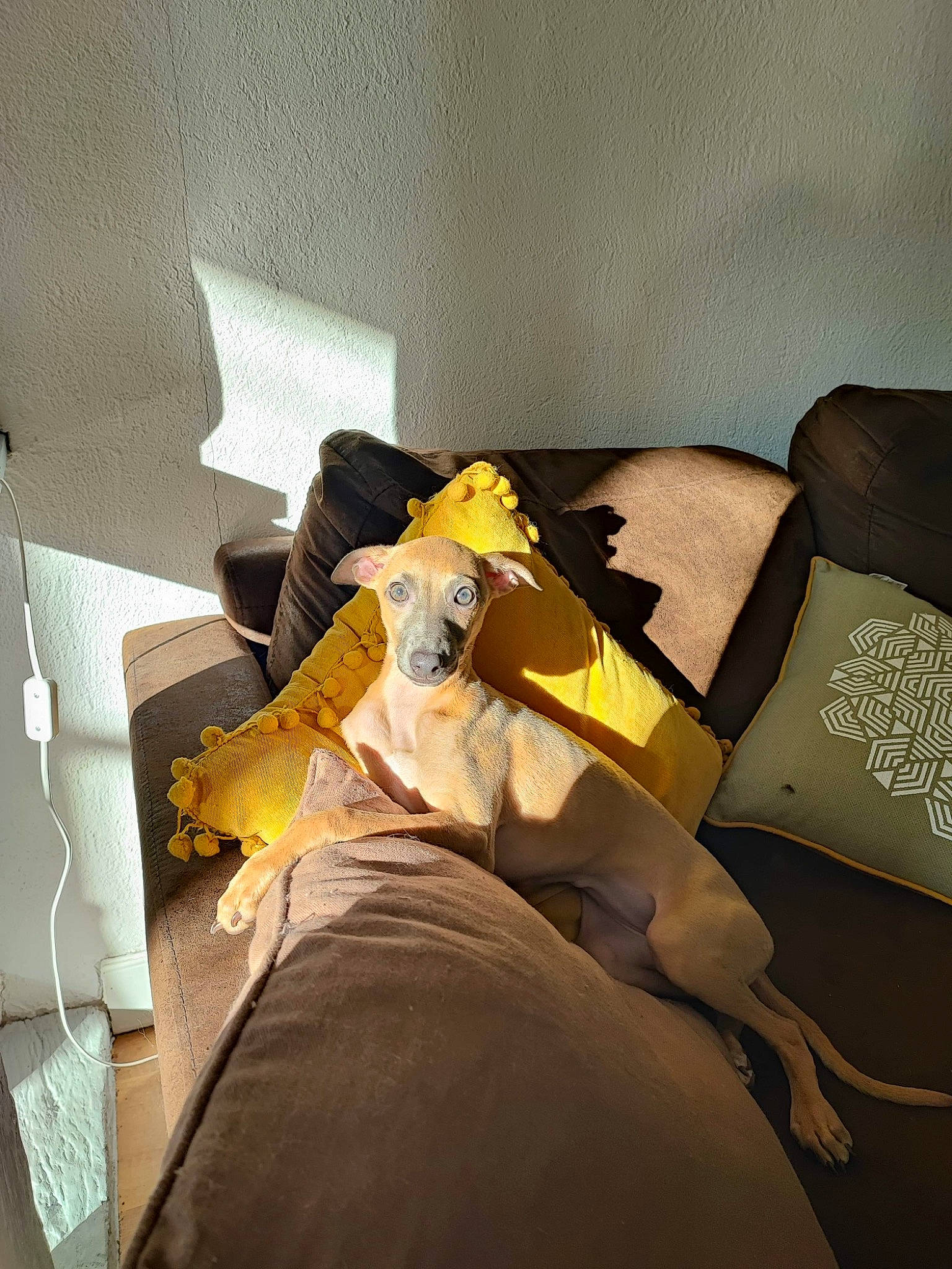 Cannelle a rejoint le concours — aidez-le/la à gagner de superbes lots ! art, bed_sheet, bedding, bedroom, comfort, companion_dog, couch, dress, felidae, flooring, fur, hardwood, human_leg, knee, linens, paper, room, sitting, tints_and_shades, wood