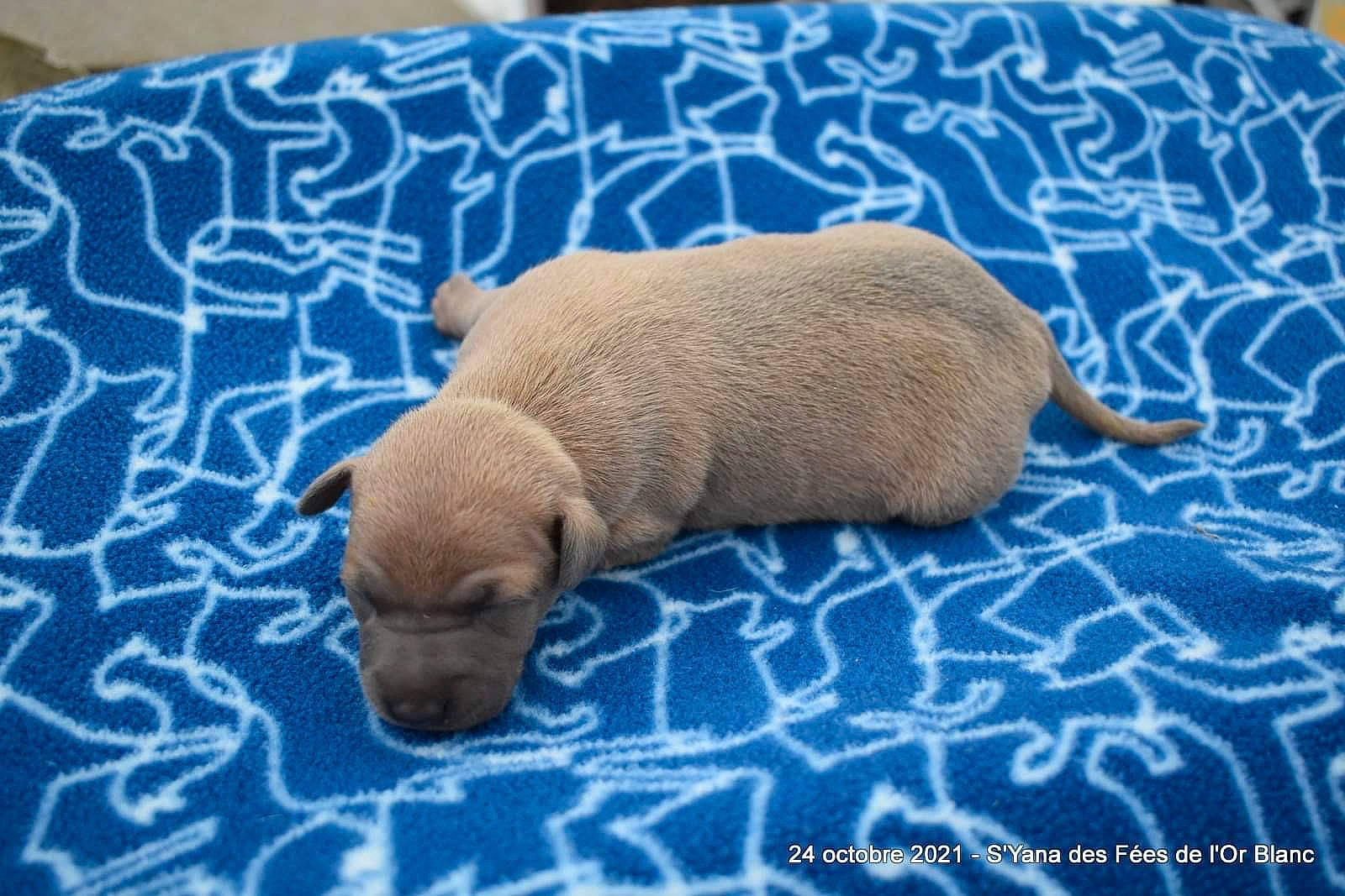 Cannelle a rejoint le concours — aidez-le/la à gagner de superbes lots ! bedtime, canidae, carnivore, comfort, companion_dog, dog, dog_breed, fawn, fur, linens, liver, marine_mammal, pet_supply, room, sporting_group, terrestrial_animal, textile, toy_dog, whiskers, working_animal