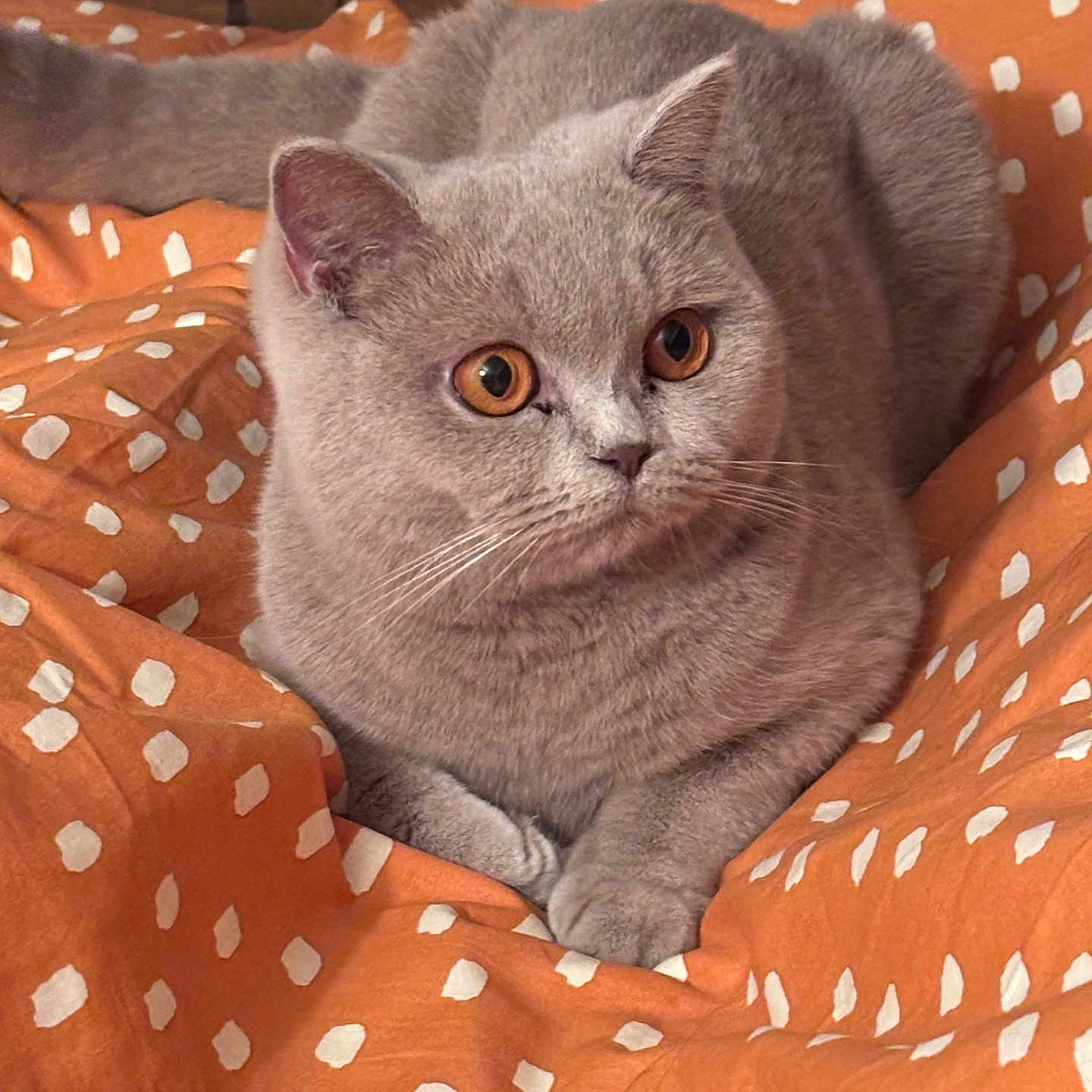 Ugette participe au concours pour gagner de l'argent avec cette photo : abyssinian, angora, animal, bed, bedroom, blanket, cat, cushion, furniture, homedecor, indoors, kitten, linen, manx, pattern, person, pet, quilt, room, sleeping