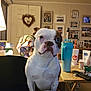 Remi joined the competition — help win amazing prizes! dog, boston_terrier, indoor, lamp, table, mug, remote_control, pill_bottle, tissue_box, family_photos, wall_clock, door, blanket, person_leg, sitting, fur, face, home, cozy, casual