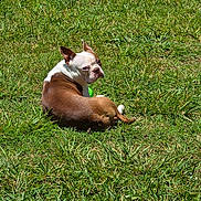 Remi is registered to the contest to win money with this photo: dog, brown, white, grass, outdoor, pet, animal, sunlight, nature, relaxed, canine, mammal, summer, green, field, laying, looking_back, ears_up, daytime, cute