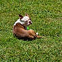 dog, brown, white, grass, outdoor, pet, animal, sunlight, nature, relaxed, canine, mammal, summer, green, field, laying, looking_back, ears_up, daytime, cute