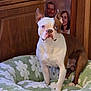 alert, animal, boston_terrier, couple, cozy, cute, dog, floral_pattern, framed_photo, green, heterochromia, household, indoor, pet, pet_bed, portrait, sitting, smiling, white, wooden_wall