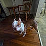 boston_terrier, dog, indoor, wooden_floor, chair, table, brown, white, pet, curious, flooring, standing, furniture, domestic, canine, home, animal, looking, ears_up, companion