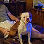 arm, blue_light, bone, brown, casual, couch, device, dog, frame, furniture, indoor, living_room, person, pet, photograph, recliner, relaxing, technology, white, wood_paneling