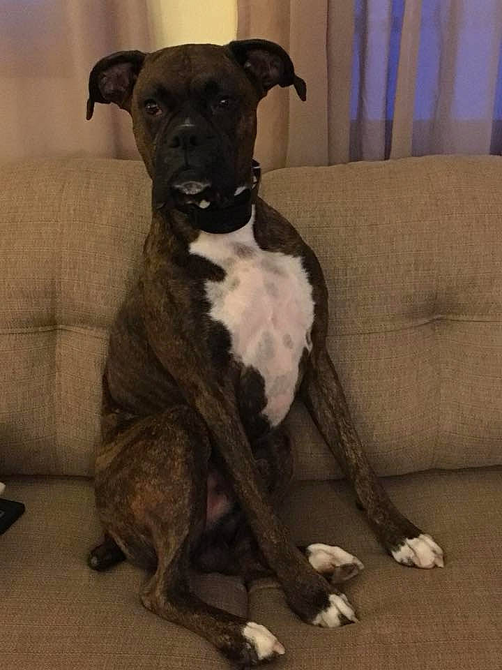 Diesel is registered to the contest to win money with this photo: borador, canidae, carnivore, collar, companion_dog, dog, dog_breed, dog_collar, fawn, fur, guard_dog, non_sporting_group, pet_supply, snout, sporting_group, tail, terrestrial_animal, whiskers, working_animal, working_dog