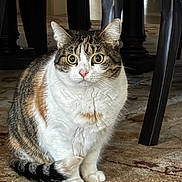 Calliope is registered to the contest to win money with this photo: cat, calico, animal, pet, indoor, carpet, table, wooden_table, fur, whiskers, tail, eyes, ears, paws, floor, curious, alert, sitting, domestic_cat, feline