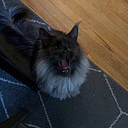 Blu is registered to the contest to win money with this photo: animal, cat, chair_legs, domestic_cat, feline, flooring, fluffy, fur, home, indoor, long_hair, looking_up, patterned_rug, pet, rug, tail, whiskers, wide_eyes, wooden_floor, yawning