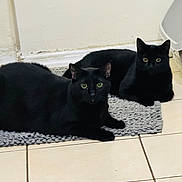 Vito joined the competition — help win amazing prizes! animal, black_cat, cat, companion, curious, domestic_cat, ears, eyes, feline, floor, gray_rug, indoor, laying_down, looking, pair, pets, relaxed, tile_floor, two_cats, whiskers