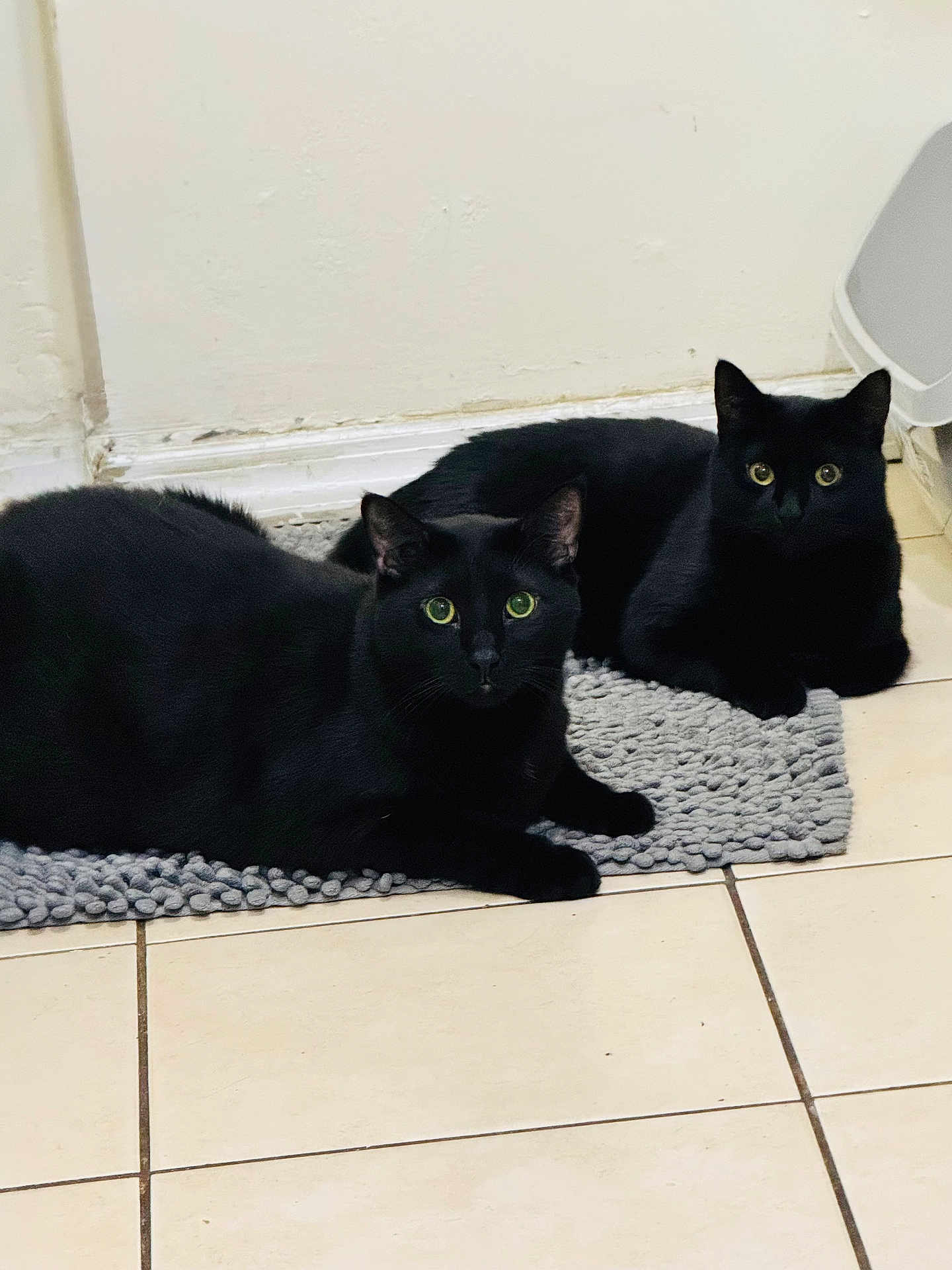 Vito joined the competition — help win amazing prizes! animal, black_cat, cat, companion, curious, domestic_cat, ears, eyes, feline, floor, gray_rug, indoor, laying_down, looking, pair, pets, relaxed, tile_floor, two_cats, whiskers