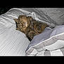 animal, bed, blanket, cat, comfort, cozy, cute, domestic, feline, fur, home, indoor, nap, pet, pillow, relaxed, resting, sleeping, soft, striped