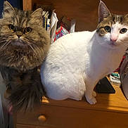 Iggy Azalea Pasco is registered to the contest to win money with this photo: cat, feline, pet, indoor, dressed, fur, fluffy, white_cat, tabby_cat, wooden_furniture, eyes, curious, closeup, domestic_animal, mammal, paw, sitting, companion, household, background