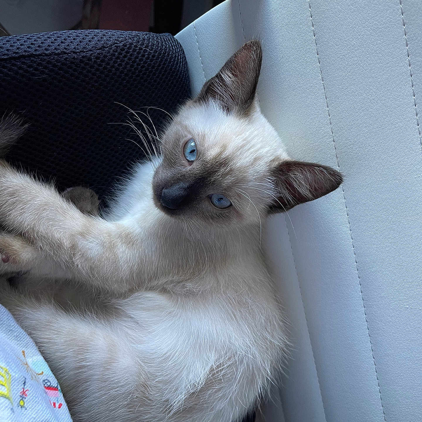 Maumie is registered to the contest to win money with this photo: animal, blue_eyes, cat, chair, closeup, curious, cushion, cute, feline, fur, indoor, kitten, pet, relaxing, resting, siamese, soft_fur, whiskers, white_leather, young_cat