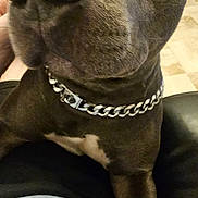 Swann a rejoint le concours — aidez-le/la à gagner de superbes lots ! dog, close_up, pet, canine, collar, chain, nose, brown_fur, indoor, floor, curious, animal, face, portrait, paw, domestic_animal, looking, friendly, companion, cute