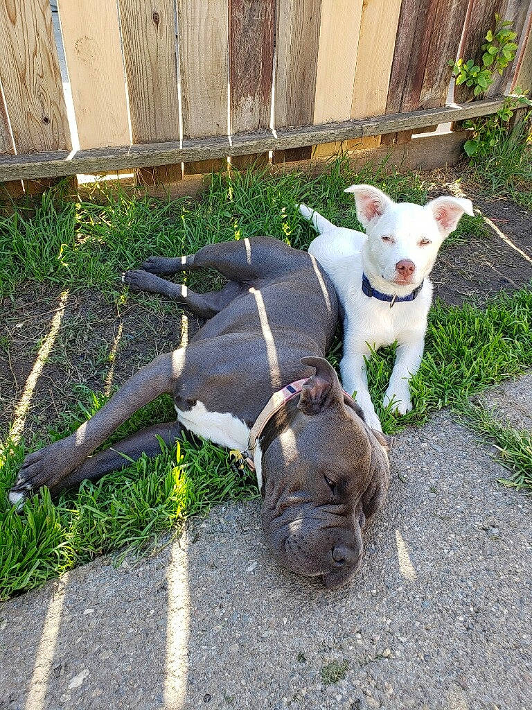 Rex joined the competition — help win amazing prizes! american_bulldog, american_pit_bull_terrier, american_staffordshire_terrier, canidae, carnivore, dog, dog_breed, fawn, leash, non_sporting_group, pit_bull, tail