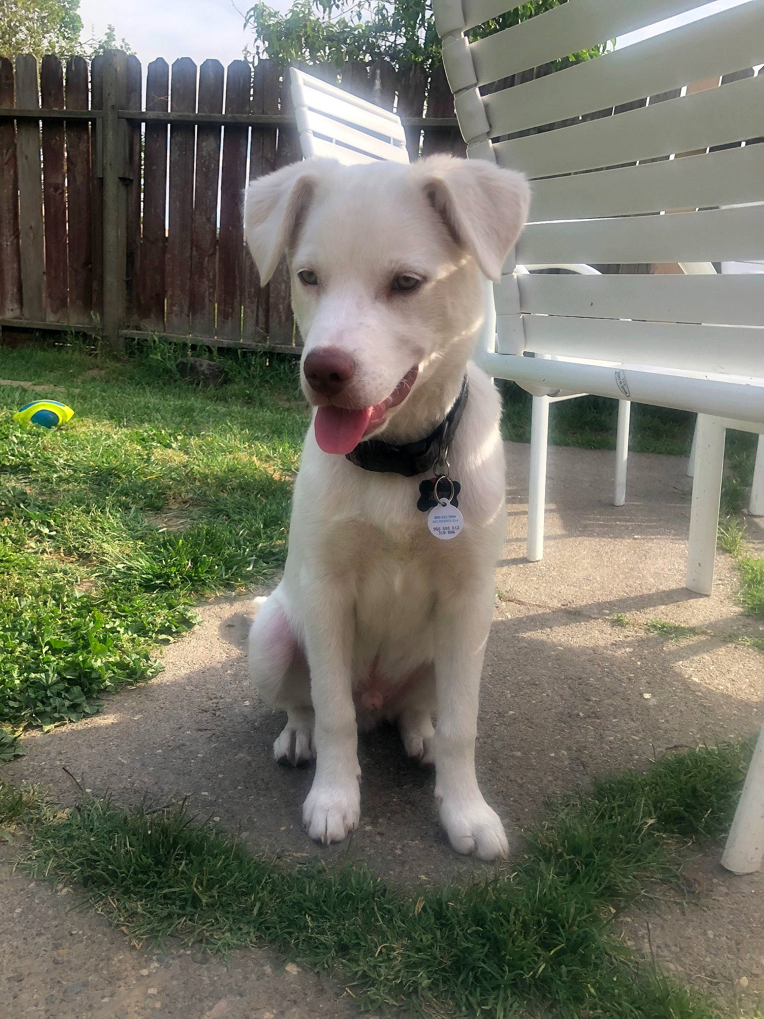 Rex is registered to the contest to win money with this photo: canidae, carnivore, companion_dog, dog, dog_breed, fawn, kintamani, labrador_husky, labrador_retriever, mammal, potcake_dog, pungsan_dog, puppy, rare_breed_dog, retriever, snout, sporting_group, vertebrate