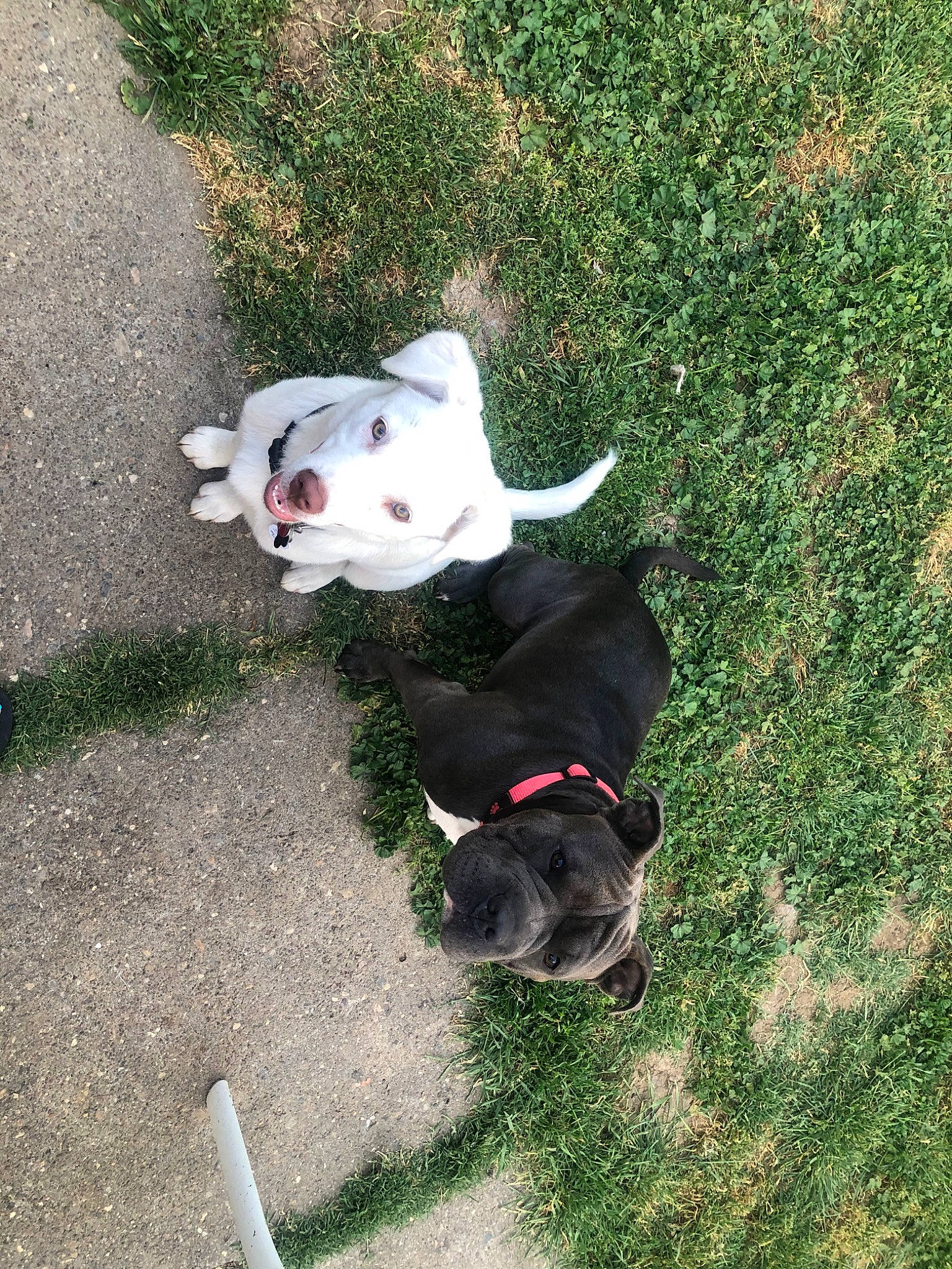 Rex is registered to the contest to win money with this photo: adventure, american_bulldog, american_pit_bull_terrier, american_staffordshire_terrier, canidae, carnivore, companion_dog, dog, dog_breed, dog_walking, dogo_argentino, grass, mammal, non_sporting_group, pit_bull, snout, sporting_group, staffordshire_bull_terrier, tail