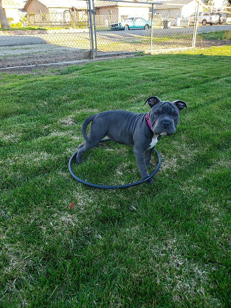 Nova is registered to the contest to win money with this photo: american_pit_bull_terrier, american_staffordshire_terrier, canidae, carnivore, companion_dog, dog, dog_breed, fawn, grass, lawn, mammal, non_sporting_group, plant, snout, sporting_group, tail, vertebrate