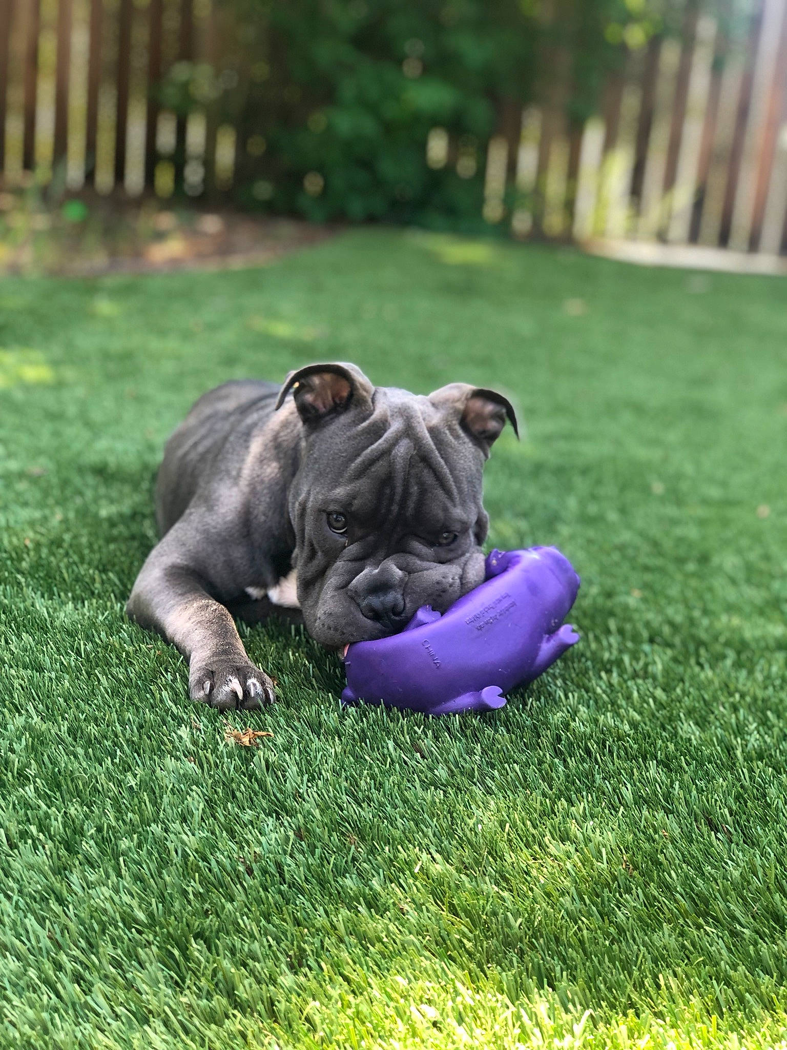 Nova joined the competition — help win amazing prizes! australian_bulldog, bulldog, canidae, carnivore, companion_dog, dog, dog_breed, fawn, french_bulldog, grass, mammal, molosser, non_sporting_group, old_english_bulldog, olde_english_bulldogge, puppy, renascence_bulldogge, snout, toy_bulldog, vertebrate