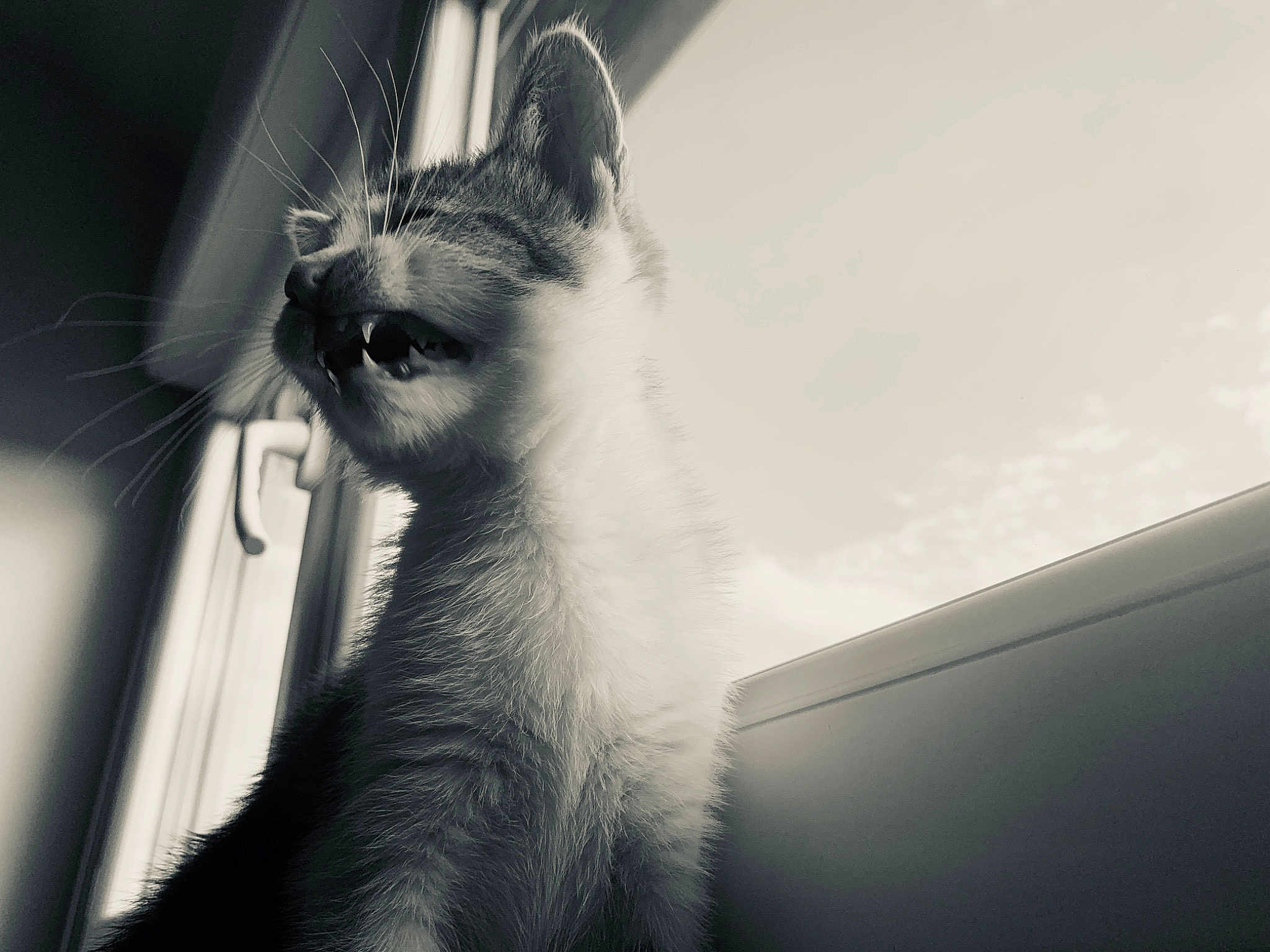 Bonnie