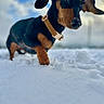 dog, dachshund, snow, outdoor, pet, animal, canine, collar, winter, fur, ears, nose, paw, sky, clouds, nature, mammal, walking, curious, closeup