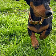 Suzie participe au concours pour gagner de l'argent avec cette photo : dog, puppy, dachshund, grass, outdoor, animal, pet, running, greenery, collar, nature, playful, young_dog, ears, nose, closeup, daylight, field, mammal, cute