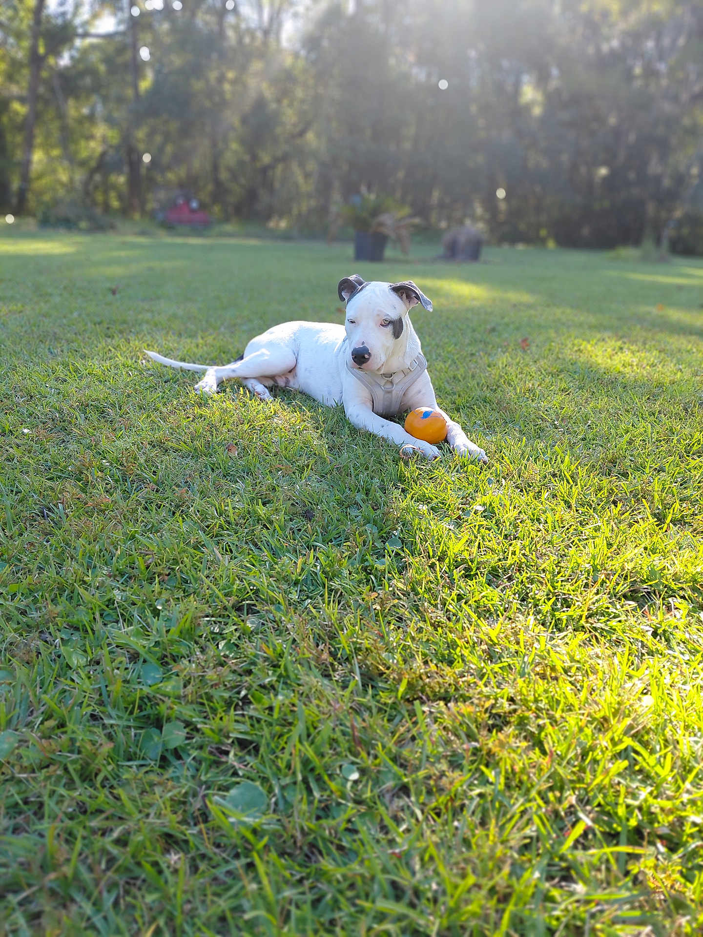 Bartok is registered to the contest to win money with this photo: dog, white_dog, grass, outdoor, sunlight, ball, pet, animal, nature, field, relaxing, daytime, greenery, garden, playful, canine, leisure, summer, spot, collar