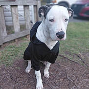 Bartok joined the competition — help win amazing prizes! dog, white_dog, black_patches, black_hoodie, pet_clothing, outdoor, grass, dirt, fence, wooden_fence, parked_cars, blurred_background, sitting, canine, animal, fur, paw, nose, ears, daylight