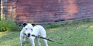 Bartok is registered to the contest to win money with this photo: dog, white_dog, stick, grass, outdoor, playful, pet, animal, ears, lawn, wooden_shed, rustic, nature, greenery, canine, summer, daylight, backyard, standing, happy