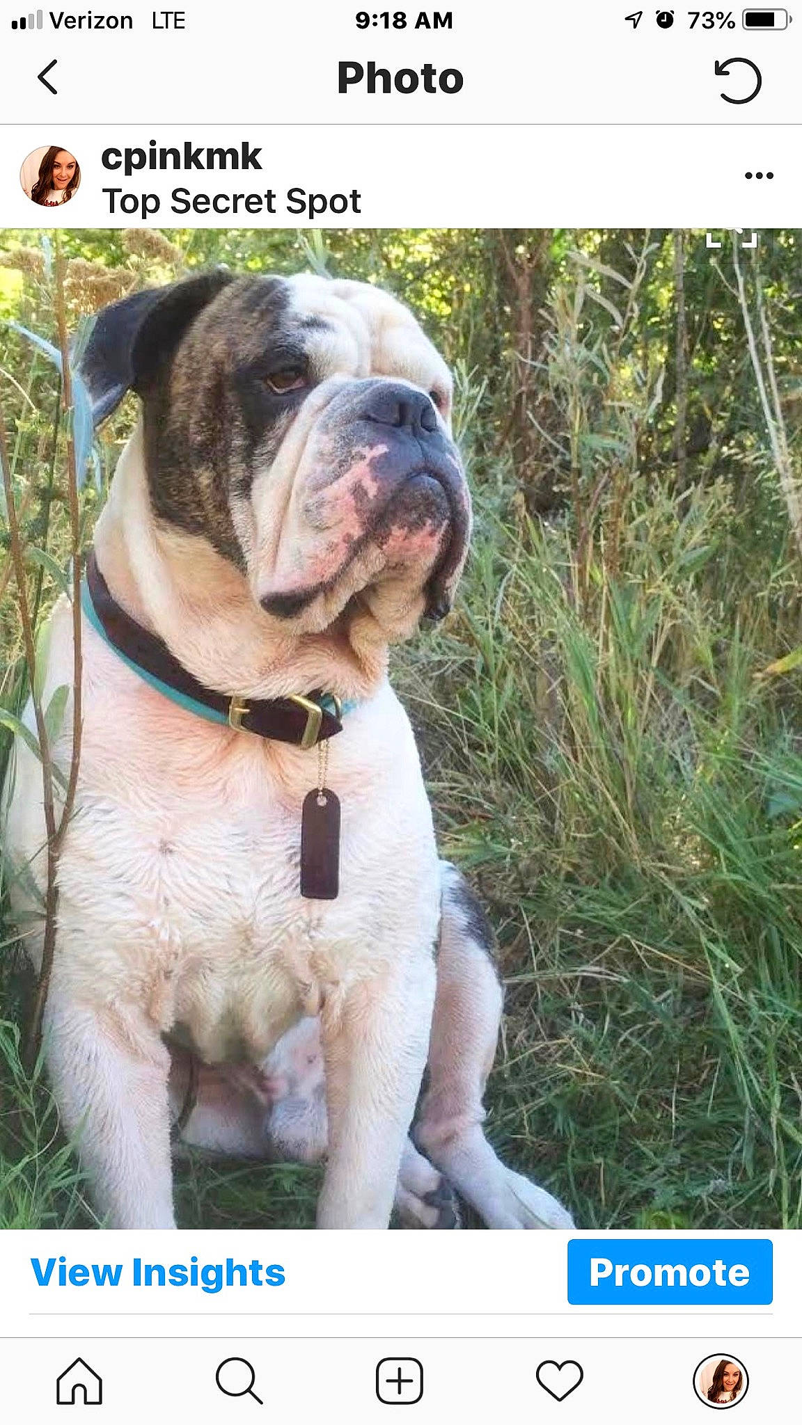 Brewzer joined the competition — help win amazing prizes! american_bulldog, ancient_dog_breeds, australian_bulldog, bulldog, canidae, carnivore, companion_dog, dog, dog_breed, dorset_olde_tyme_bulldogge, fawn, mammal, non_sporting_group, photo_caption, rare_breed_dog, vertebrate