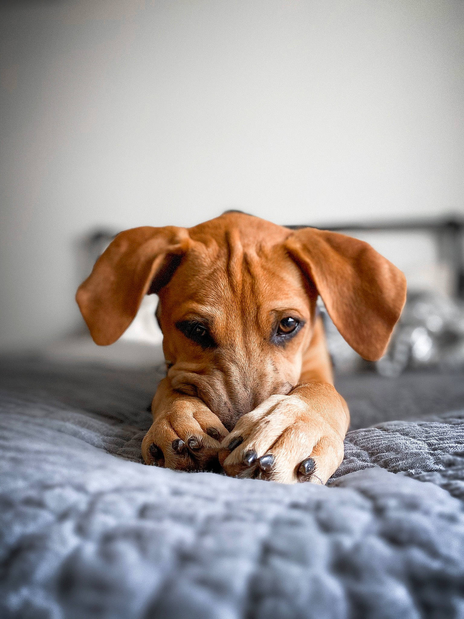 Jethro joined the competition — help win amazing prizes! broholmer, canidae, carnivore, companion_dog, dog, dog_breed, ear, fawn, hound, mammal, nose, puppy, rare_breed_dog, rhodesian_ridgeback, snout, vertebrate, whiskers