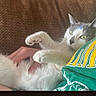 Sqeakers is registered to the contest to win money with this photo: animal, casual, cat, closeup, clothing, couch, cozy, feline, fur, gray_fur, green_eyes, hand, indoor, lap, person, pet, relaxing, textile, tshirt, white_fur