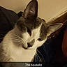 Sqeakers joined the competition — help win amazing prizes! animal, blue, candid, caption, casual, cat, closeup, cozy, curious, ears, face, feline, gray, indoor, jacket, person_partial, pet, text_overlay, whiskers, white
