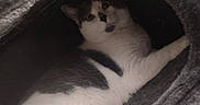 Sqeakers is registered to the contest to win money with this photo: animal, cage, cat, cat_condo, comfortable, cozy, curious, cute, feline, fur, gray, home, indoor, looking, pet, relaxed, resting, shelter, soft, white