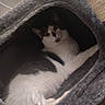 animal, cage, cat, cat_condo, comfortable, cozy, curious, cute, feline, fur, gray, home, indoor, looking, pet, relaxed, resting, shelter, soft, white