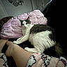 Sqeakers is registered to the contest to win money with this photo: black_and_white_cat, blanket, cat, couch, cozy, decor, feline, foot, hello_kitty, home, indoor, legs, living_room, pajamas, person, pet, pillow, relaxing, resting, window_blinds