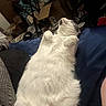 Sqeakers is registered to the contest to win money with this photo: animal, blue_surface, cat, clutter, cozy, cute, domestic_cat, fur, furniture, household, indoor, lying_down, paws, pet, relaxed, resting, room, sleepy, whiskers, white_cat