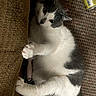 Sqeakers joined the competition — help win amazing prizes! animal, carpet, cat, claws, climbing, close_up, curious, ears, feline, floor, gray_and_white, indoor, paw, pet, playful, relaxed, scratching_post, texture, whiskers, yellow_can