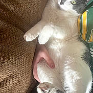Sqeakers is registered to the contest to win money with this photo: cat, couch, hand, fur, green_clothing, yellow_clothing, relaxing, indoor, pet, animal, white_fur, gray_fur, paw, person, texture, closeup, resting, comfort, soft, casual
