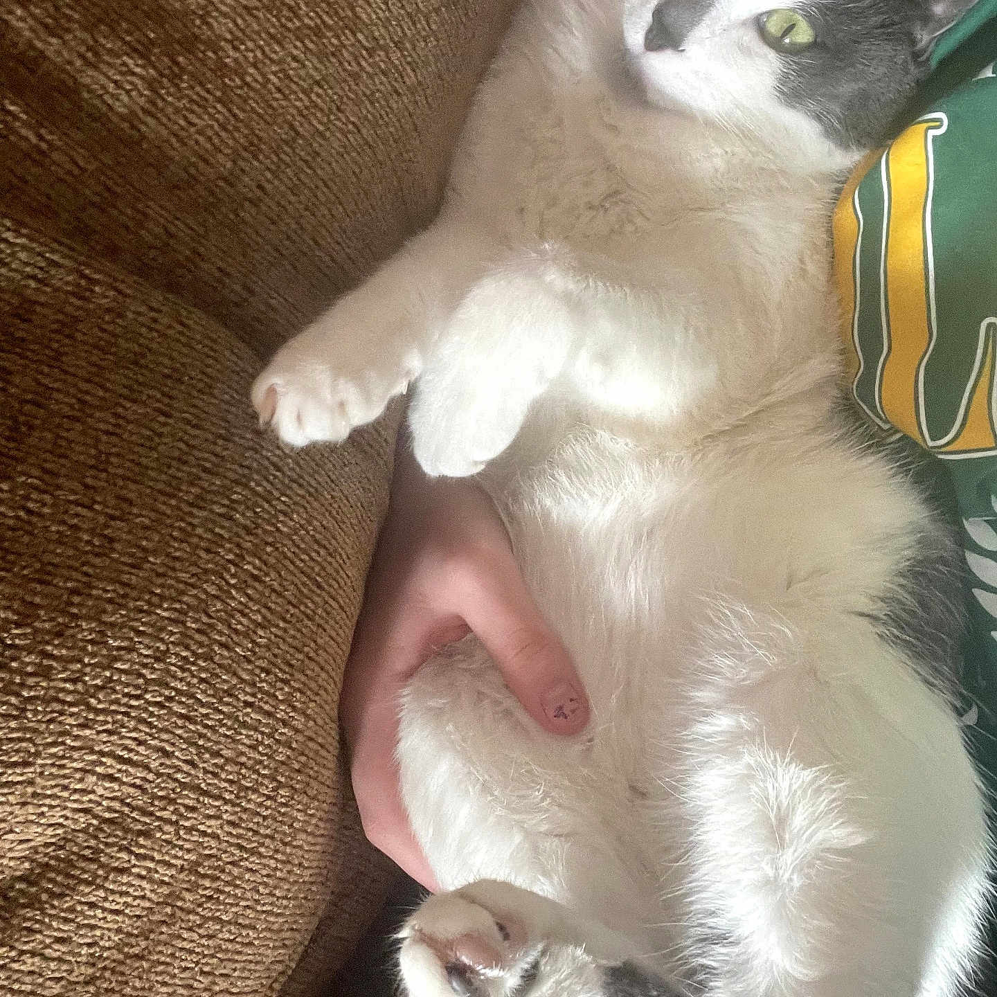 Sqeakers is registered to the contest to win money with this photo: cat, couch, hand, fur, green_clothing, yellow_clothing, relaxing, indoor, pet, animal, white_fur, gray_fur, paw, person, texture, closeup, resting, comfort, soft, casual