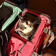 Sqeakers is registered to the contest to win money with this photo: cat, pet_carrier, indoor, curious, wide_eyes, red_bag, black_and_white_cat, fabric, zipper, handle, carpet, clutter, soft_light, animal, pet, container, peek, resting, cozy, domestic
