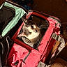 cat, pet_carrier, indoor, curious, wide_eyes, red_bag, black_and_white_cat, fabric, zipper, handle, carpet, clutter, soft_light, animal, pet, container, peek, resting, cozy, domestic