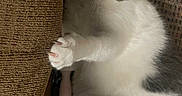 Sqeakers joined the competition — help win amazing prizes! animal, carpet, cat, claws, climbing, couch, curious, cute, feline, fur, gray, indoor, looking, paw, pet, relaxed, resting, sideways, texture, white