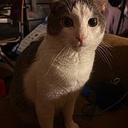 Milo is registered to the contest to win money with this photo: cat, indoor, pet, curious, white_and_gray, couch, furniture, whiskers, ears, fur, animal, domestic, closeup, sitting, eyes, face, nose, indoor_lighting, cozy, room