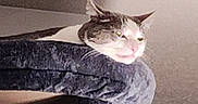 Milo joined the competition — help win amazing prizes! animal, cat, cat_tree, comfortable, cozy, domestic, ears, face, feline, fur, home, indoor, light, mammal, perched, pet, relaxed, resting, sleepy, whiskers