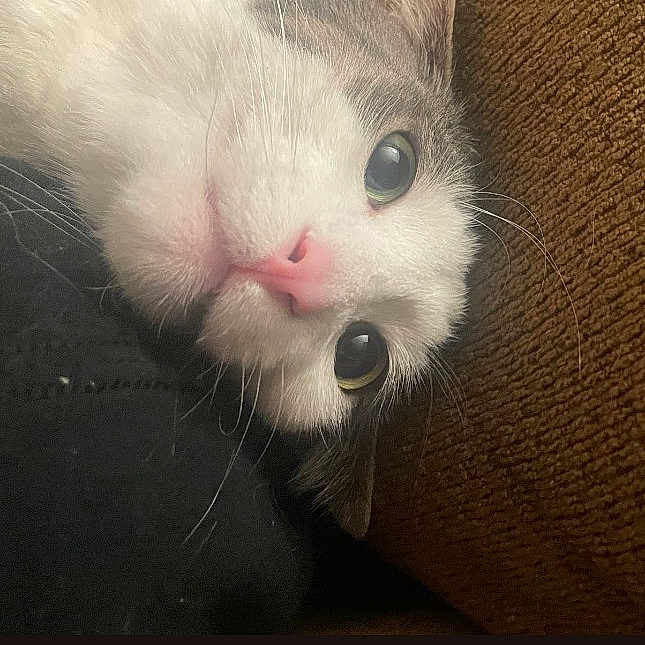 Milo