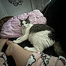 Milo joined the competition — help win amazing prizes! animal, blinds, cat, couch, cozy, feet, furniture, gray_and_white_cat, hello_kitty, home, indoor, legs, pajamas, person, pet, pink_pillow, relaxing, resting, soft_texture, window