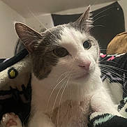 Milo is registered to the contest to win money with this photo: animal, blanket, cat, closeup, comfort, cozy, curious, cute, domestic, ears, face, feline, fur, home, indoor, mammal, pet, resting, soft, whiskers